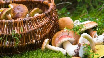 Guadalajara will have its Mushroom Fair