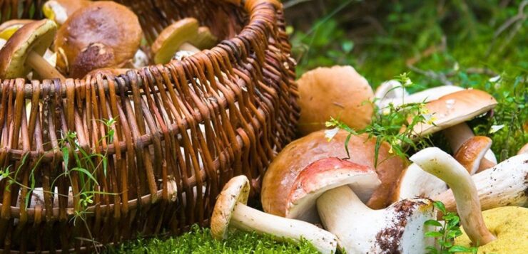 Guadalajara will have its Mushroom Fair
