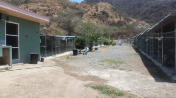 Officials accused of abusing authority in closing Ajijic dog shelter