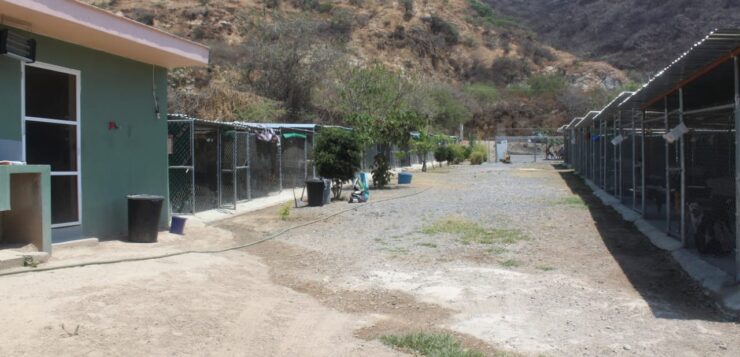 Officials accused of abusing authority in closing Ajijic dog shelter