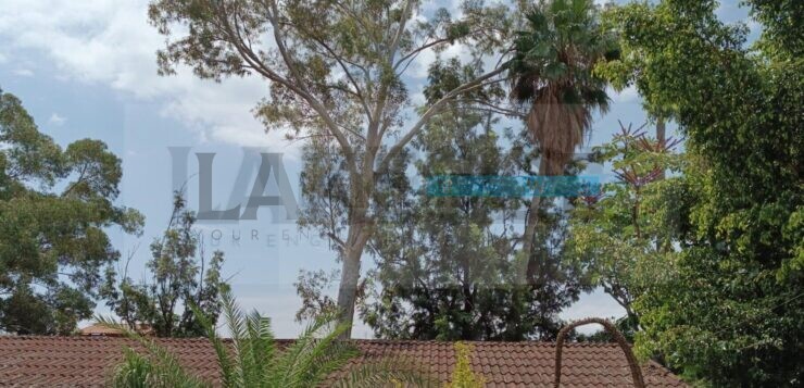 Monday’s earthquake in Ajijic left cracks and leaning trees