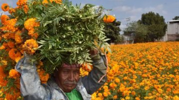 Mexican production of marigolds increases by 40 percent