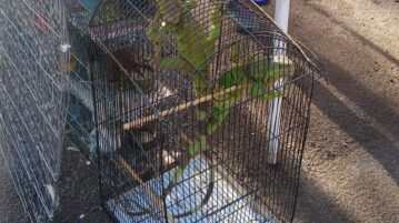 Authorities respond to iguanas for sale at Jocotepec's flea market