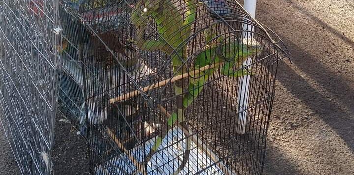 Authorities respond to iguanas for sale at Jocotepec's flea market