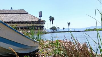 The lirio water invades the the Chapala Lagoon causing serious damage