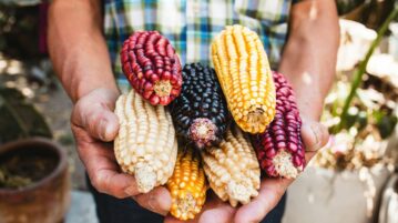 Certified seeds boost agricultural production in Mexico