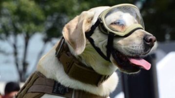 Frida, the rescue dog of the 2017 earthquake in Mexico dies