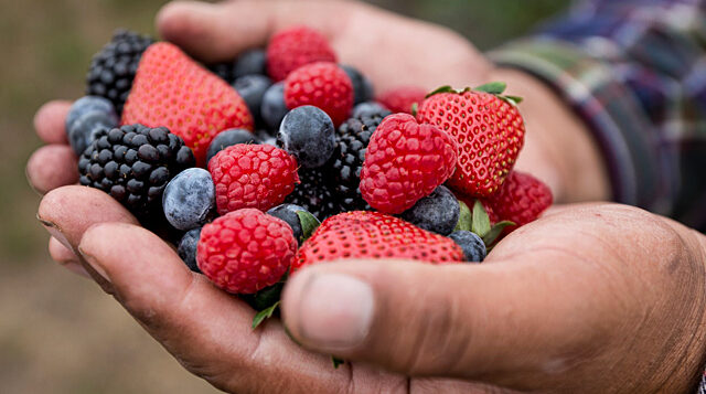 Opinion: From north to south. Record breaking agri-food sales