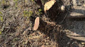 Trees were cut down on San Miguel hill without permission