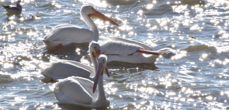 PHOTONOTE: Fewer pelicans arrive at Chapala