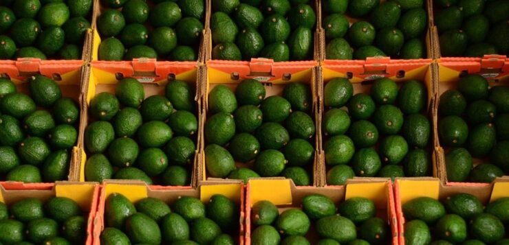 Ten thousand tons of Jalisco avocados to the USA on Super Bowl Sunday