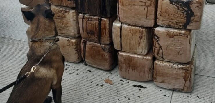 National Guard seizes marijuana in Ixtlahuacan de los Membrillos