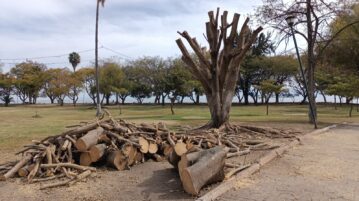 Trees cut without warning in Cristianía Park