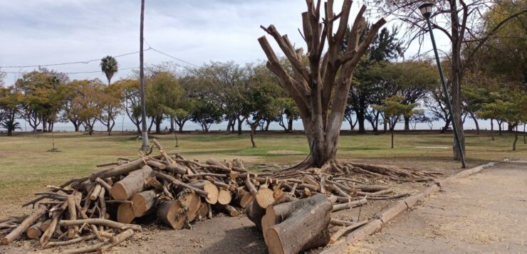 Trees cut without warning in Cristianía Park