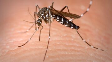 Jalisco closes 2022 with only 68 confirmed cases of dengue fever