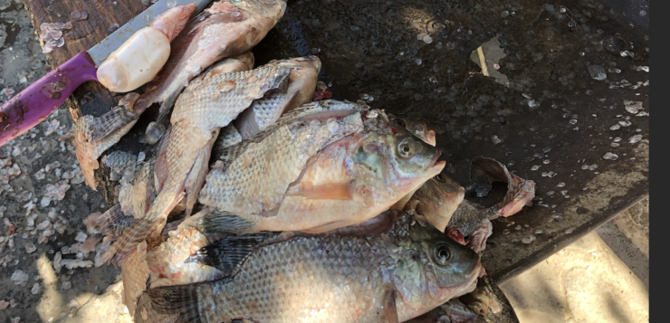 80 percent drop in San Juan Cosalá fishermen’s catch