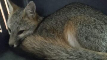 Gray fox rescued from home in San Cristóbal