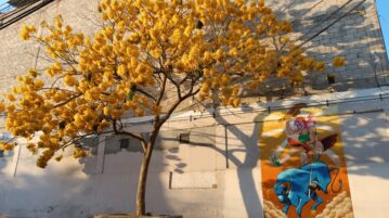 Trees paint streets of Ajijic with spring colors