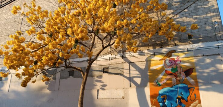 Trees paint streets of Ajijic with spring colors