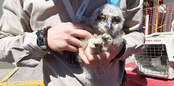 Owls and opossums rescued in Jocotepec