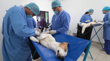 Jocotepec to offer free pet sterilizations for dogs and cats