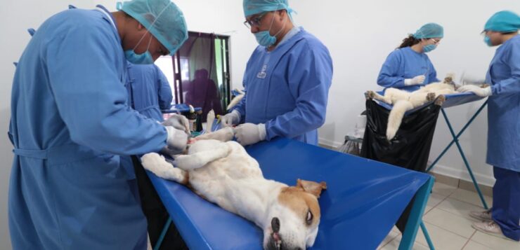 Jocotepec to offer free pet sterilizations for dogs and cats