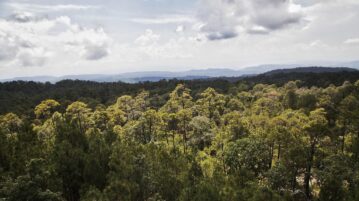 Jalisco forest conservation policy report, Jalisco con Bosques