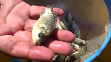 Lake Chapala stocked with 12,000 tilapia hatchlings