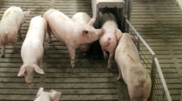 Mexico’s pork production causing environmental issues