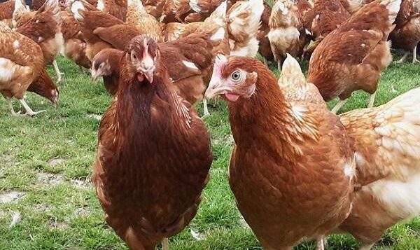 Jocotepec offers laying hens at a low cost