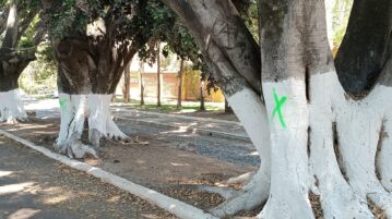 Trees in La Floresta are inspected to for possible maintenance