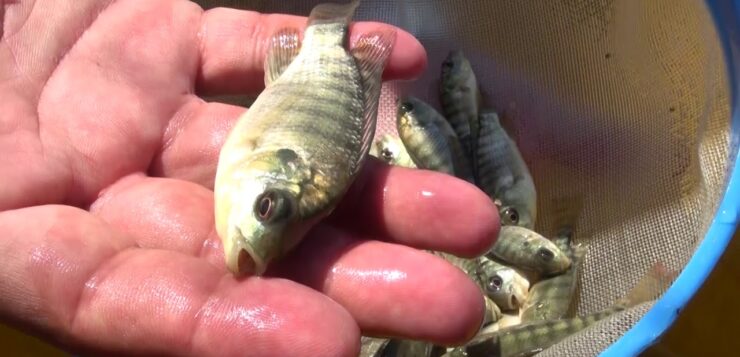 12,000 tilapia fingerlings planted in Lake Chapala