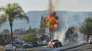 Palm tree burns on Chapala Avenue