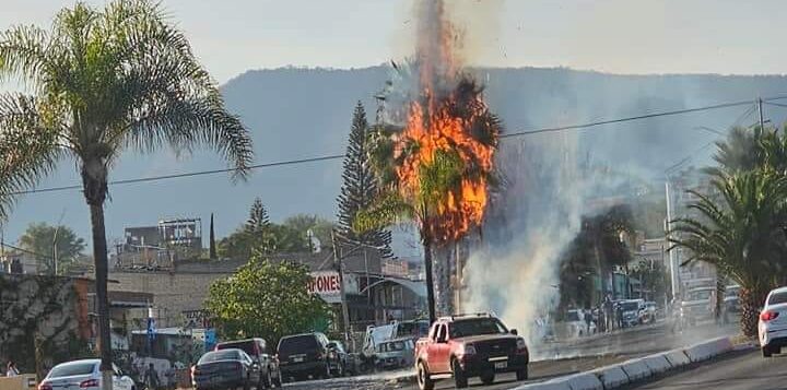 Palm tree burns on Chapala Avenue