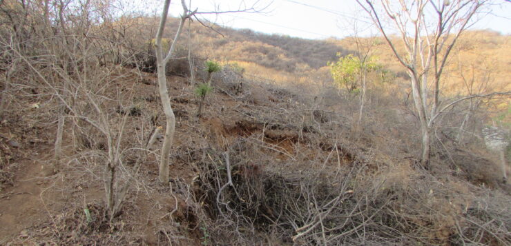 Indigenous Community investigates illegal logging La Crucita Hill