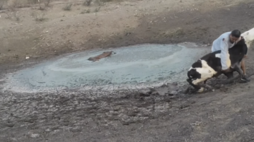 Athlete Daniel "Charol" Urzúa rescues cow trapped in mud