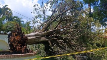 Wind and rain knocks over tree in La Floresta