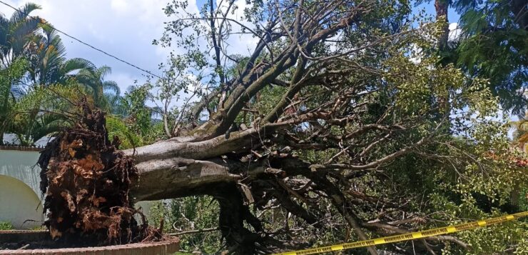 Wind and rain knocks over tree in La Floresta