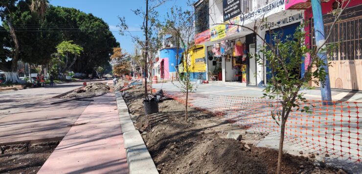 251 trees to be planted on Madero Avenue in Chapala