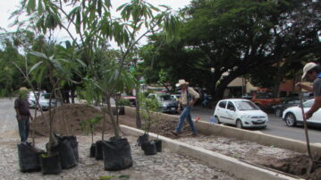 After tree removal, Ajijic receives 19 new trees