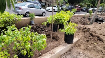 Replanting trees on the Carretera and the Malecon