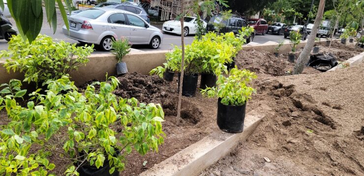 Replanting trees on the Carretera and the Malecon