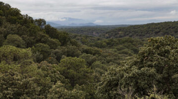 October 27 declared 'Bosque La Primavera State Day as a Biosphere Reserve'