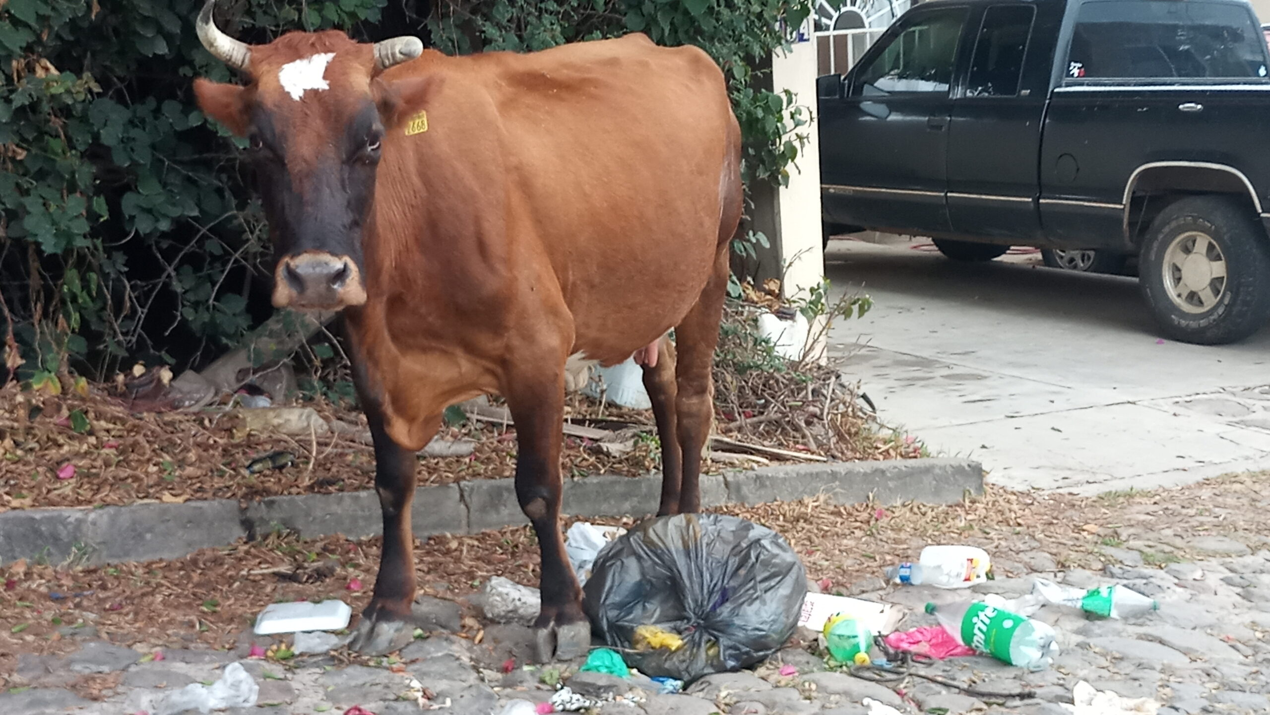 Cows scatter garbage in Jocotepec