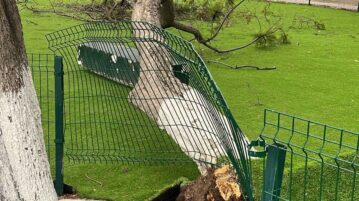 Tree falls on the Chapala malecón due to strong winds