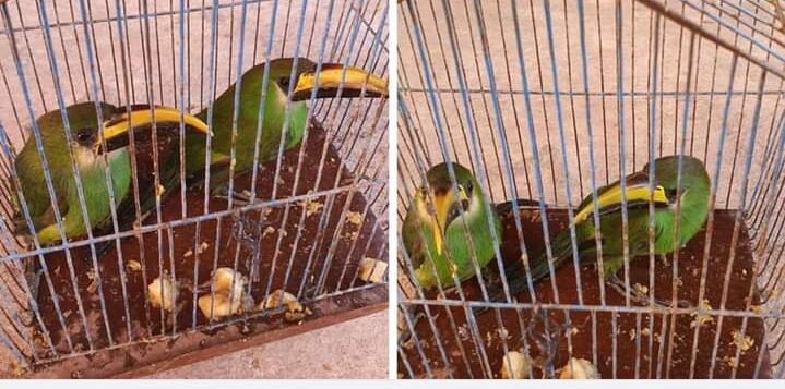 PHOTONOTE: Toucan-like birds advertised for sale on Facebook group