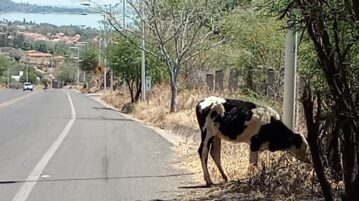Livestock run loose on the Jocotepec highway
