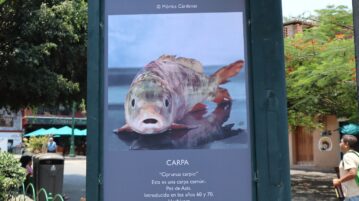 Lake Chapala species on display at GALA