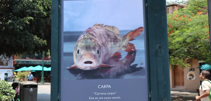 Lake Chapala species on display at GALA