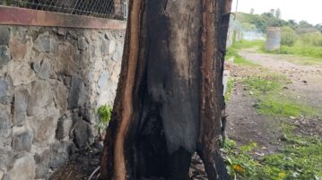 Trees torched on Ajijic beach. citizens asked to keep watch